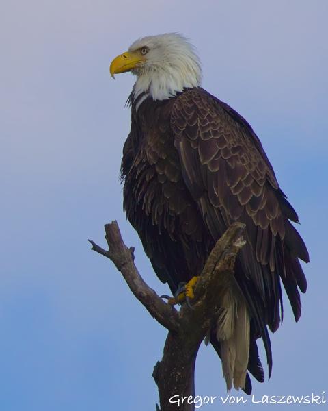  June 19, 2025 7:10 PM, Canon EOS R7, RF100-500mm F4.5-7.1 L IS USM + EXTENDER RF2x, 1000mm, f/14.0, 1/3200s, ISO 1600, Gregor von Laszewski