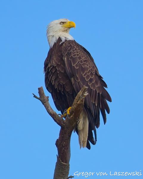  June 19, 2025 7:11 PM, Canon EOS R7, RF100-500mm F4.5-7.1 L IS USM, 500mm, f/7.1, 1/3200s, ISO 800, Gregor von Laszewski