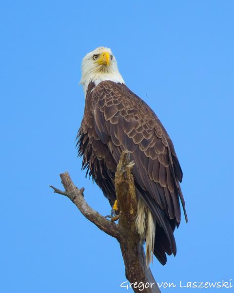  June 19, 2025 7:12 PM, Canon EOS R7, RF100-500mm F4.5-7.1 L IS USM, 500mm, f/7.1, 1/1000s, ISO 800, Gregor von Laszewski