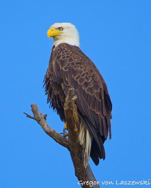  June 19, 2025 7:13 PM, Canon EOS R7, RF100-500mm F4.5-7.1 L IS USM, 500mm, f/7.1, 1/1000s, ISO 320, Gregor von Laszewski