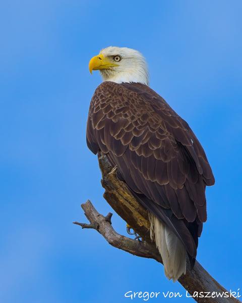  June 19, 2025 7:13 PM, Canon EOS R7, RF100-500mm F4.5-7.1 L IS USM, 500mm, f/7.1, 1/1000s, ISO 320, Gregor von Laszewski