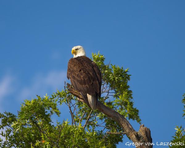  June 19, 2025 7:20 PM, Canon EOS R7, RF100-500mm F4.5-7.1 L IS USM, 500mm, f/7.1, 1/2000s, ISO 320, Gregor von Laszewski
