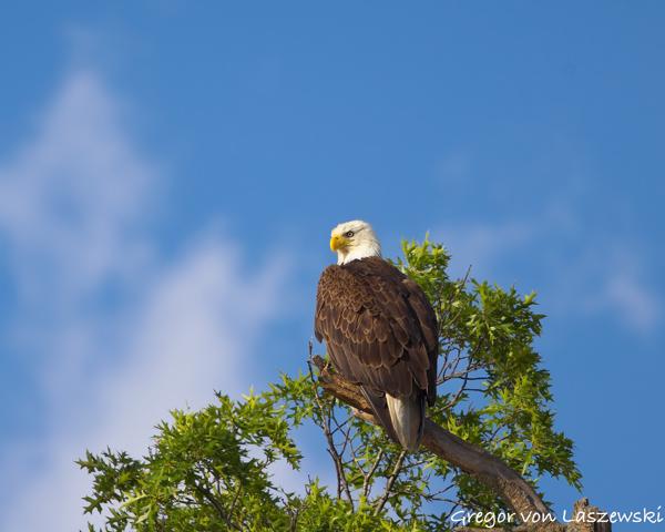  June 19, 2025 7:20 PM, Canon EOS R7, RF100-500mm F4.5-7.1 L IS USM, 500mm, f/8.0, 1/2000s, ISO 400, Gregor von Laszewski