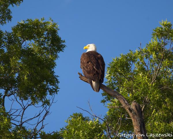  June 19, 2025 7:22 PM, Canon EOS R7, RF100-500mm F4.5-7.1 L IS USM, 500mm, f/7.1, 1/2000s, ISO 400, Gregor von Laszewski