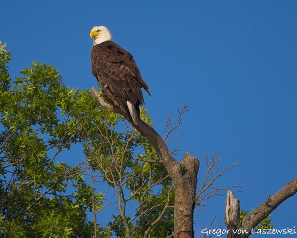  June 19, 2025 7:25 PM, Canon EOS R7, RF100-500mm F4.5-7.1 L IS USM, 500mm, f/7.1, 1/2000s, ISO 250, Gregor von Laszewski