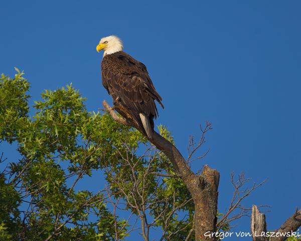  June 19, 2025 7:25 PM, Canon EOS R7, RF100-500mm F4.5-7.1 L IS USM, 500mm, f/7.1, 1/2000s, ISO 250, Gregor von Laszewski