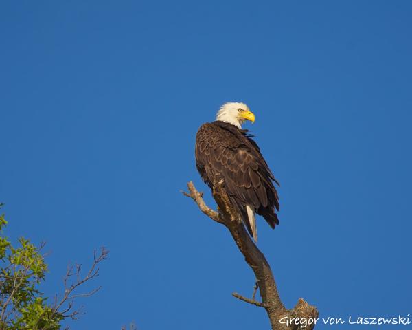  June 19, 2025 7:26 PM, Canon EOS R7, RF100-500mm F4.5-7.1 L IS USM, 500mm, f/7.1, 1/2000s, ISO 250, Gregor von Laszewski