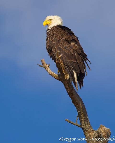  June 19, 2025 7:27 PM, Canon EOS R7, RF100-500mm F4.5-7.1 L IS USM, 500mm, f/8.0, 1/2000s, ISO 250, Gregor von Laszewski