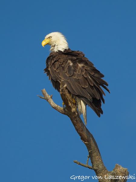  June 19, 2025 7:29 PM, Canon EOS R7, RF100-500mm F4.5-7.1 L IS USM, 500mm, f/8.0, 1/2000s, ISO 800, Gregor von Laszewski