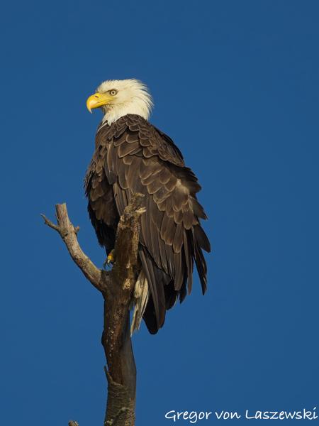  June 19, 2025 7:36 PM, Canon EOS R7, RF100-500mm F4.5-7.1 L IS USM, 500mm, f/7.1, 1/1000s, ISO 320, Gregor von Laszewski