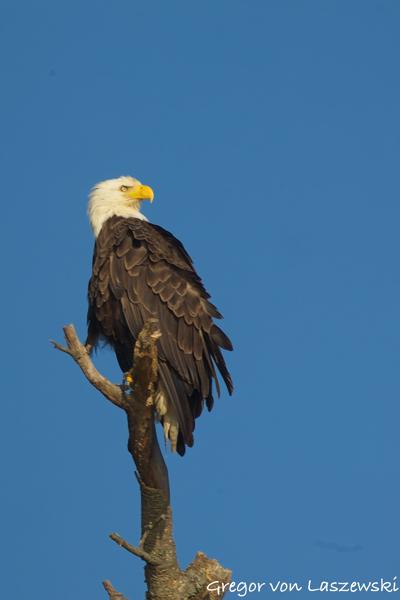  June 19, 2025 7:41 PM, Canon EOS R7, RF100-500mm F4.5-7.1 L IS USM + EXTENDER RF2x, 800mm, f/13.0, 1/1000s, ISO 640, Gregor von Laszewski