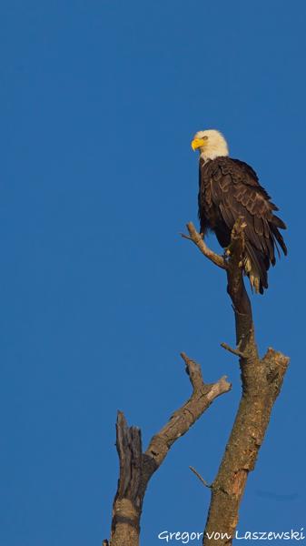  June 19, 2025 7:42 PM, Canon EOS R7, RF100-500mm F4.5-7.1 L IS USM + EXTENDER RF2x, 600mm, f/11.0, 1/2000s, ISO 320, Gregor von Laszewski