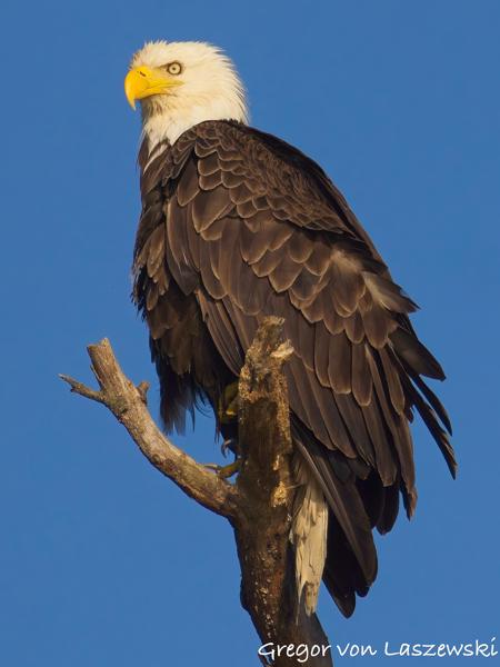  June 19, 2025 7:47 PM, Canon EOS R7, RF100-500mm F4.5-7.1 L IS USM + EXTENDER RF2x, 1000mm, f/14.0, 1/2000s, ISO 640, Gregor von Laszewski