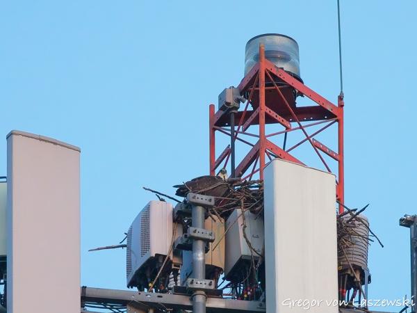  June 19, 2025 9:03 PM, Canon EOS R7, RF100-500mm F4.5-7.1 L IS USM, 500mm, f/7.1, 1/2000s, ISO 6400, Gregor von Laszewski