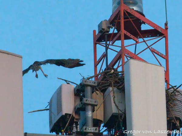  June 19, 2025 9:07 PM, Canon EOS R7, RF100-500mm F4.5-7.1 L IS USM + EXTENDER RF2x, 1000mm, f/16.0, 1/1000s, ISO 16000, Gregor von Laszewski