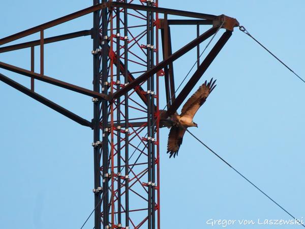  June 19, 2025 9:12 PM, Canon EOS R7, RF100-500mm F4.5-7.1 L IS USM, 500mm, f/7.1, 1/1000s, ISO 5000, Gregor von Laszewski