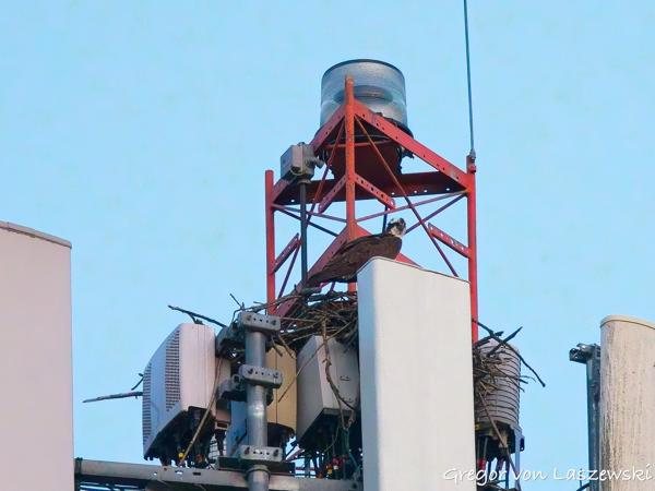  June 19, 2025 9:16 PM, Canon EOS R7, RF100-500mm F4.5-7.1 L IS USM, 500mm, f/7.1, 1/1000s, ISO 12800, Gregor von Laszewski