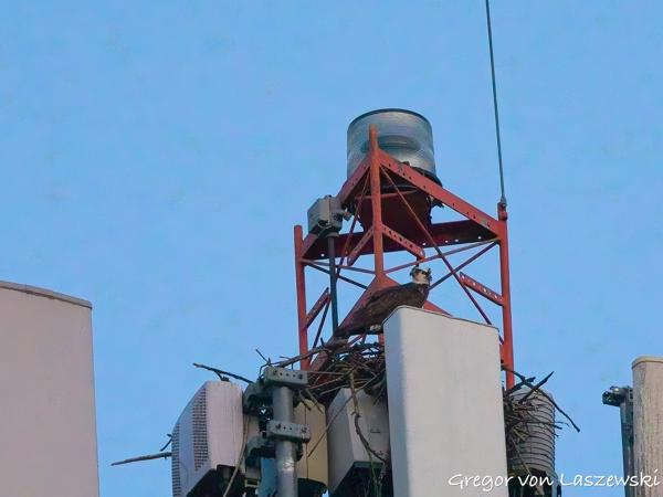  June 19, 2025 9:23 PM, Canon EOS R7, RF100-500mm F4.5-7.1 L IS USM, 500mm, f/7.1, 1/1000s, ISO 16000, Gregor von Laszewski