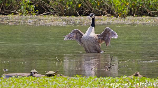 Griffy Lake 06-21-2025