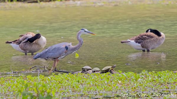  June 21, 2025 2:44 PM, Canon EOS R7, RF100-500mm F4.5-7.1 L IS USM, 500mm, f/7.1, 1/500s, ISO 500, Gregor von Laszewski