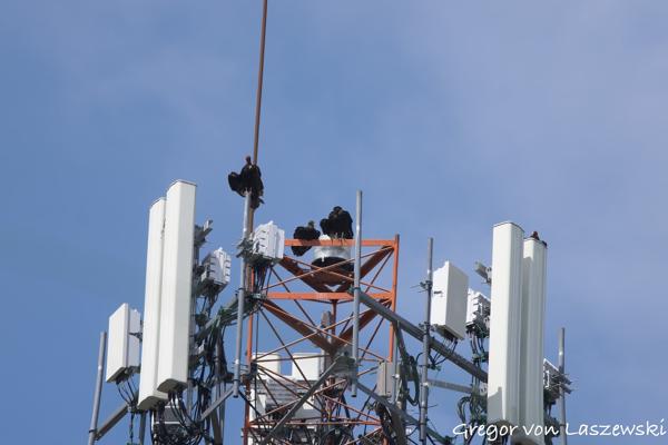  June 21, 2025 3:51 PM, Canon EOS R7, RF100-500mm F4.5-7.1 L IS USM, 500mm, f/7.1, 1/500s, ISO 100, Gregor von Laszewski