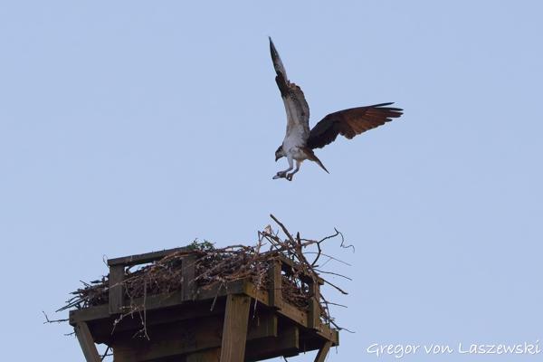  June 21, 2025 9:03 PM, Canon EOS R7, RF100-500mm F4.5-7.1 L IS USM, 186mm, f/7.1, 1/400s, ISO 320, Gregor von Laszewski