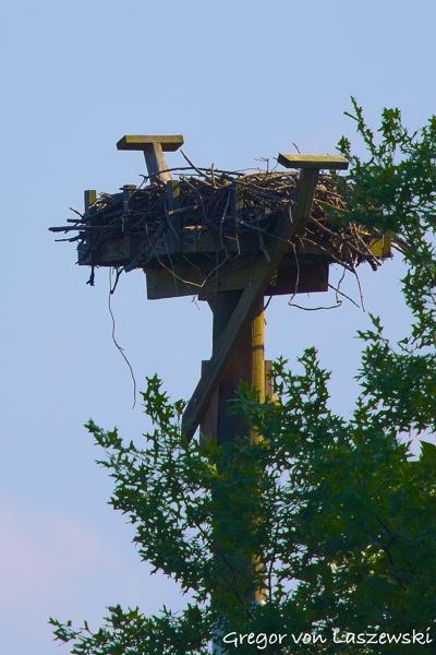  June 21, 2025 6:43 PM, Canon EOS R7, RF100-500mm F4.5-7.1 L IS USM, 500mm, f/7.1, 1/500s, ISO 100, Gregor von Laszewski