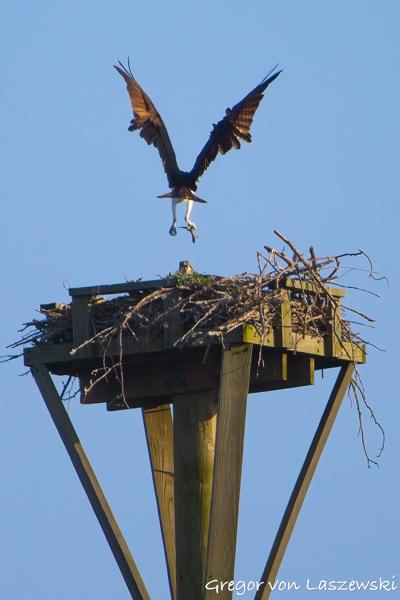  June 21, 2025 7:43 PM, Canon EOS R7, RF100-400mm F5.6-8 IS USM, 400mm, f/8.0, 1/3200s, ISO 1000, Gregor von Laszewski
