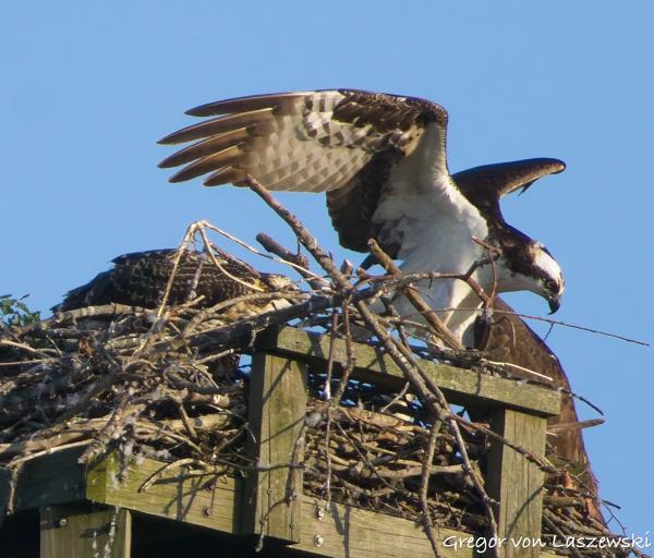  June 21, 2025 8:05 PM, Canon EOS R7, RF100-400mm F5.6-8 IS USM + EXTENDER RF2x, 800mm, f/16.0, 1/3200s, ISO 6400, Gregor von Laszewski