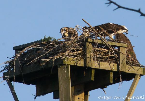  June 21, 2025 8:07 PM, Canon EOS R7, RF100-400mm F5.6-8 IS USM + EXTENDER RF2x, 541mm, f/16.0, 1/3200s, ISO 16000, Gregor von Laszewski