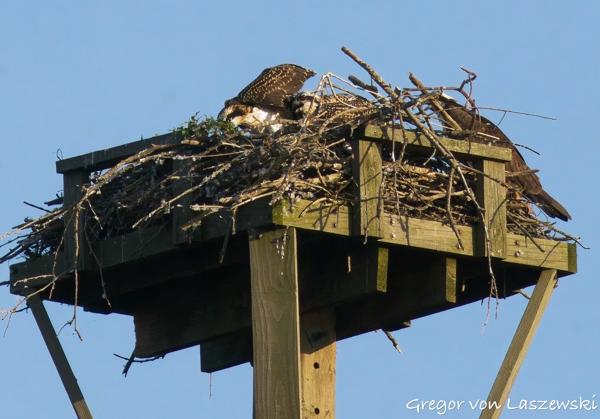  June 21, 2025 8:07 PM, Canon EOS R7, RF100-400mm F5.6-8 IS USM + EXTENDER RF2x, 473mm, f/14.0, 1/3200s, ISO 16000, Gregor von Laszewski