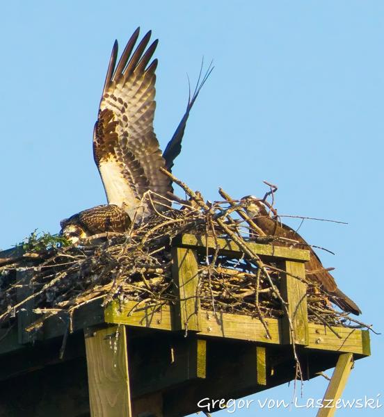  June 21, 2025 8:07 PM, Canon EOS R7, RF100-400mm F5.6-8 IS USM + EXTENDER RF2x, 473mm, f/14.0, 1/3200s, ISO 8000, Gregor von Laszewski