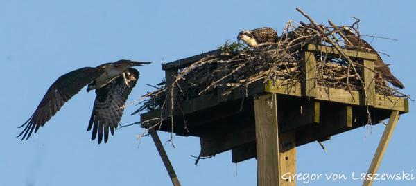  June 21, 2025 8:07 PM, Canon EOS R7, RF100-400mm F5.6-8 IS USM + EXTENDER RF2x, 473mm, f/14.0, 1/3200s, ISO 6400, Gregor von Laszewski
