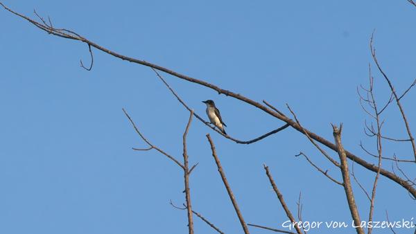  June 21, 2025 8:12 PM, Canon EOS R7, RF100-400mm F5.6-8 IS USM, 400mm, f/13.0, 1/3200s, ISO 3200, Gregor von Laszewski