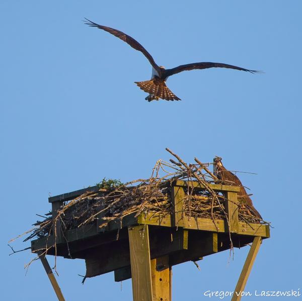 June 21, 2025 8:24 PM, Canon EOS R7, RF100-400mm F5.6-8 IS USM, 400mm, f/8.0, 1/3200s, ISO 800, Gregor von Laszewski