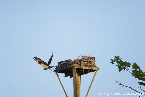  June 21, 2025 8:25 PM, Canon EOS R7, RF100-400mm F5.6-8 IS USM, 400mm, f/8.0, 1/3200s, ISO 2500, Gregor von Laszewski