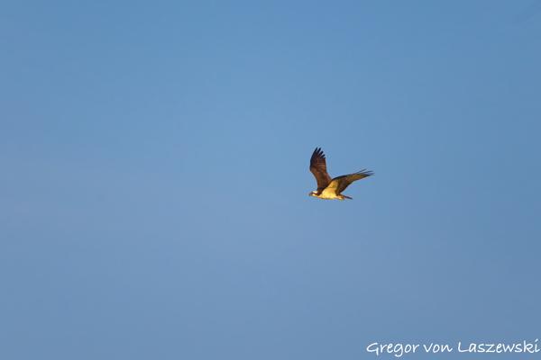  June 21, 2025 8:25 PM, Canon EOS R7, RF100-400mm F5.6-8 IS USM, 400mm, f/8.0, 1/3200s, ISO 640, Gregor von Laszewski