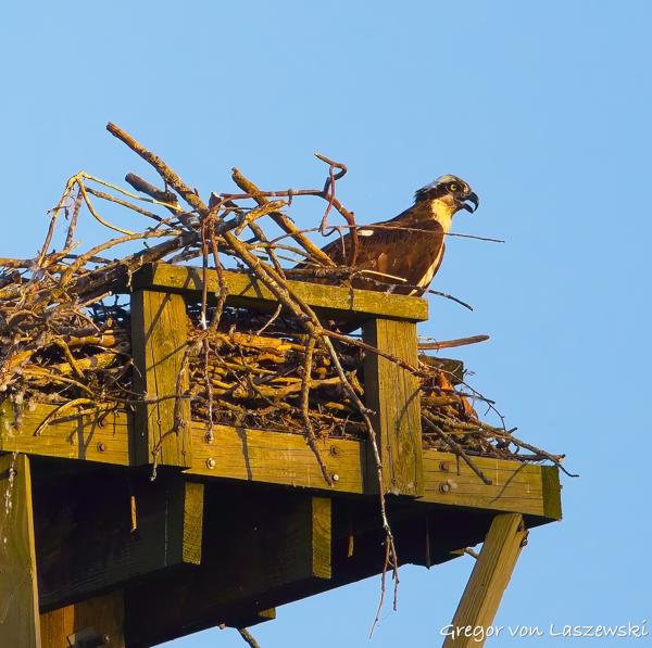  June 21, 2025 8:32 PM, Canon EOS R7, RF100-500mm F4.5-7.1 L IS USM, 500mm, f/7.1, 1/3200s, ISO 800, Gregor von Laszewski