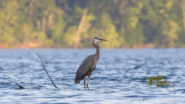  June 21, 2025 8:34 PM, Canon EOS R7, RF100-500mm F4.5-7.1 L IS USM, 500mm, f/8.0, 1/3200s, ISO 3200, Gregor von Laszewski