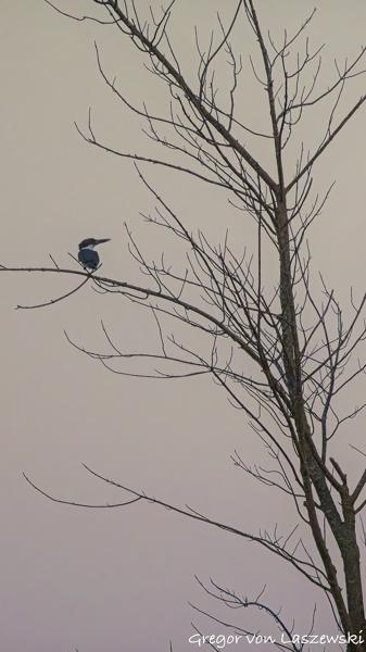  June 21, 2025 9:01 PM, Canon EOS R7, RF100-500mm F4.5-7.1 L IS USM, 500mm, f/7.1, 1/3200s, ISO 3200, Gregor von Laszewski