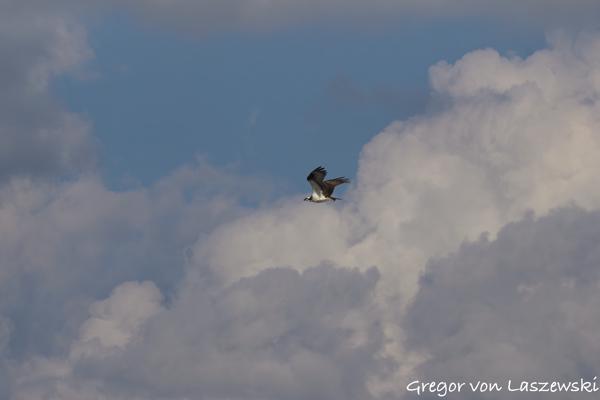  June 30, 2025 6:55 PM, Canon EOS R7, RF200-800mm F6.3-9 IS USM, 208mm, f/9.0, 1/8000s, ISO 800, Gregor von Laszewski