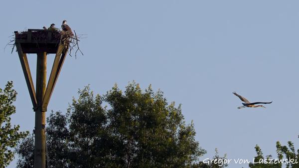  June 30, 2025 8:16 PM, Canon EOS R7, RF200-800mm F6.3-9 IS USM, 200mm, f/10.0, 1/640s, ISO 200, Gregor von Laszewski