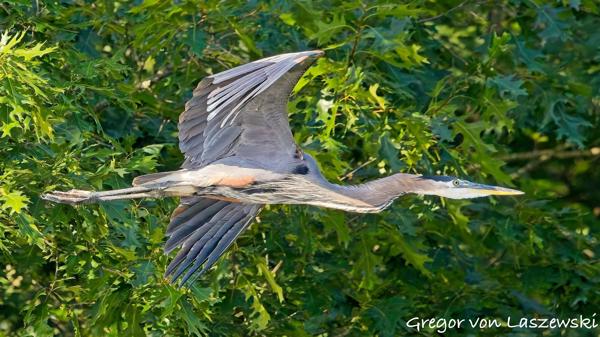  July 11, 2025 8:56 AM, Canon EOS R7, RF100-500mm F4.5-7.1 L IS USM, 400mm, f/8.0, 1/3200s, ISO 8000, Gregor von Laszewski