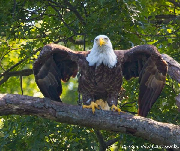  July 11, 2025 10:57 AM, Canon EOS R7, RF100-500mm F4.5-7.1 L IS USM + EXTENDER RF2x, 600mm, f/11.0, 1/1250s, ISO 5000, Gregor von Laszewski