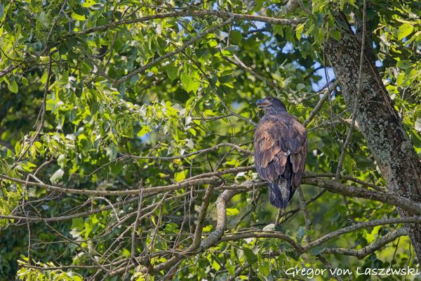  July 11, 2025 11:50 AM, Canon EOS R7, RF100-500mm F4.5-7.1 L IS USM, 500mm, f/7.1, 1/3200s, ISO 4000, Gregor von Laszewski