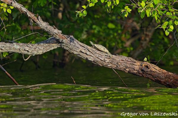 Monroe Lake 07-11-2025 Peninsula