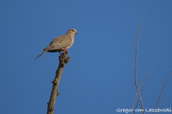  July 11, 2025 7:30 PM, Canon EOS R7, RF100-500mm F4.5-7.1 L IS USM, 500mm, f/7.1, 1/3200s, ISO 640, Gregor von Laszewski