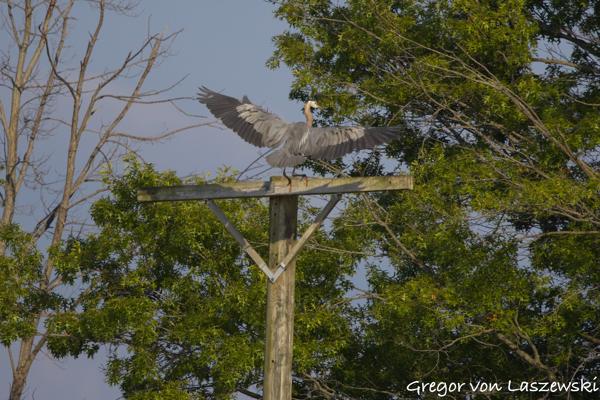  July 11, 2025 7:33 PM, Canon EOS R7, RF100-500mm F4.5-7.1 L IS USM, 500mm, f/7.1, 1/3200s, ISO 640, Gregor von Laszewski