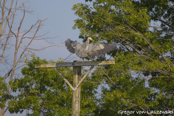  July 11, 2025 7:33 PM, Canon EOS R7, RF100-500mm F4.5-7.1 L IS USM, 500mm, f/7.1, 1/3200s, ISO 800, Gregor von Laszewski