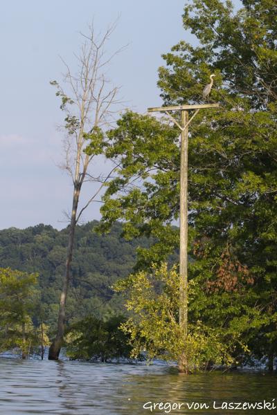  July 11, 2025 7:34 PM, Canon EOS R7, RF100-500mm F4.5-7.1 L IS USM, 135mm, f/7.1, 1/3200s, ISO 1000, Gregor von Laszewski